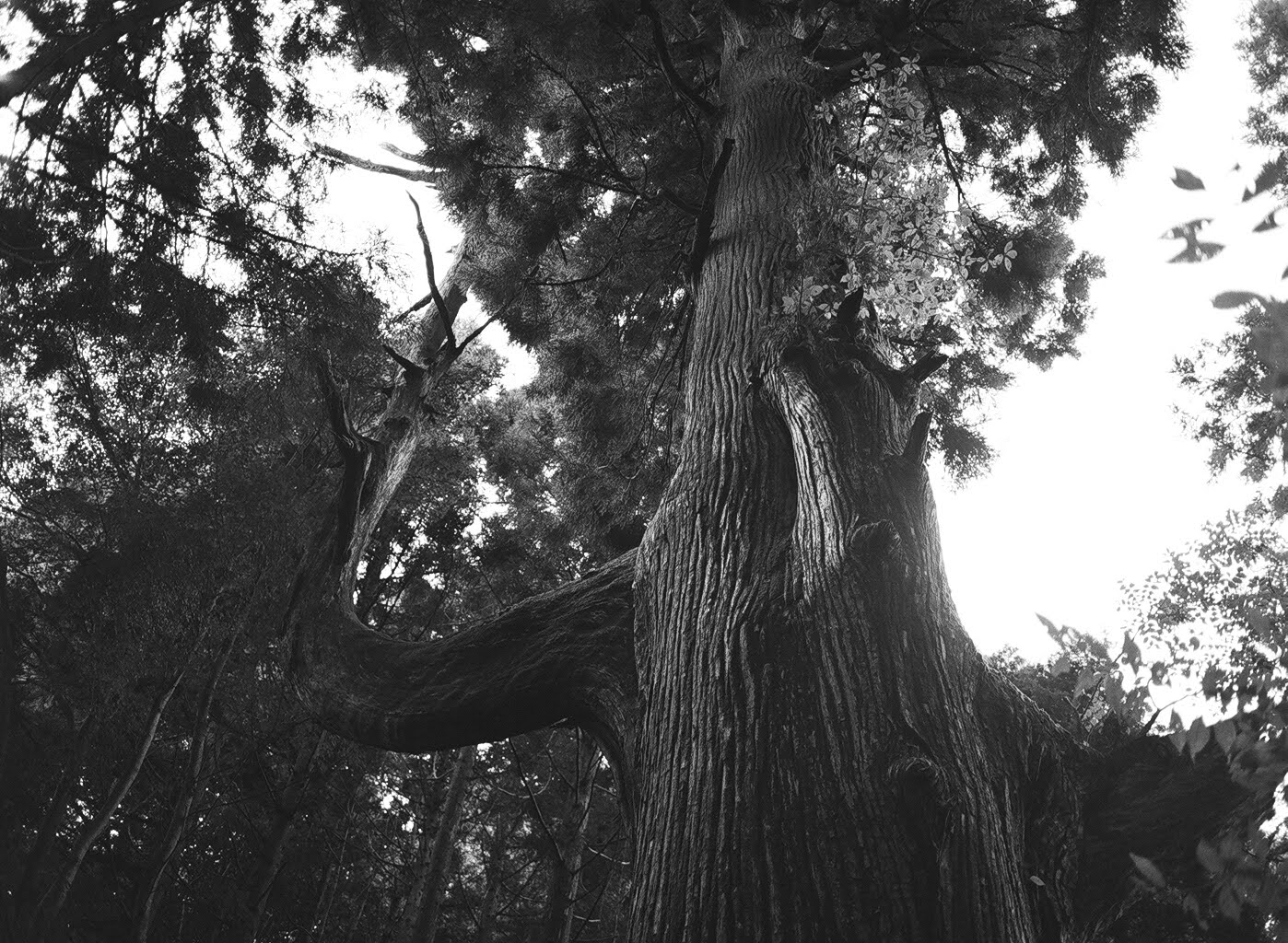 画像：御岳山天狗の腰掛杉